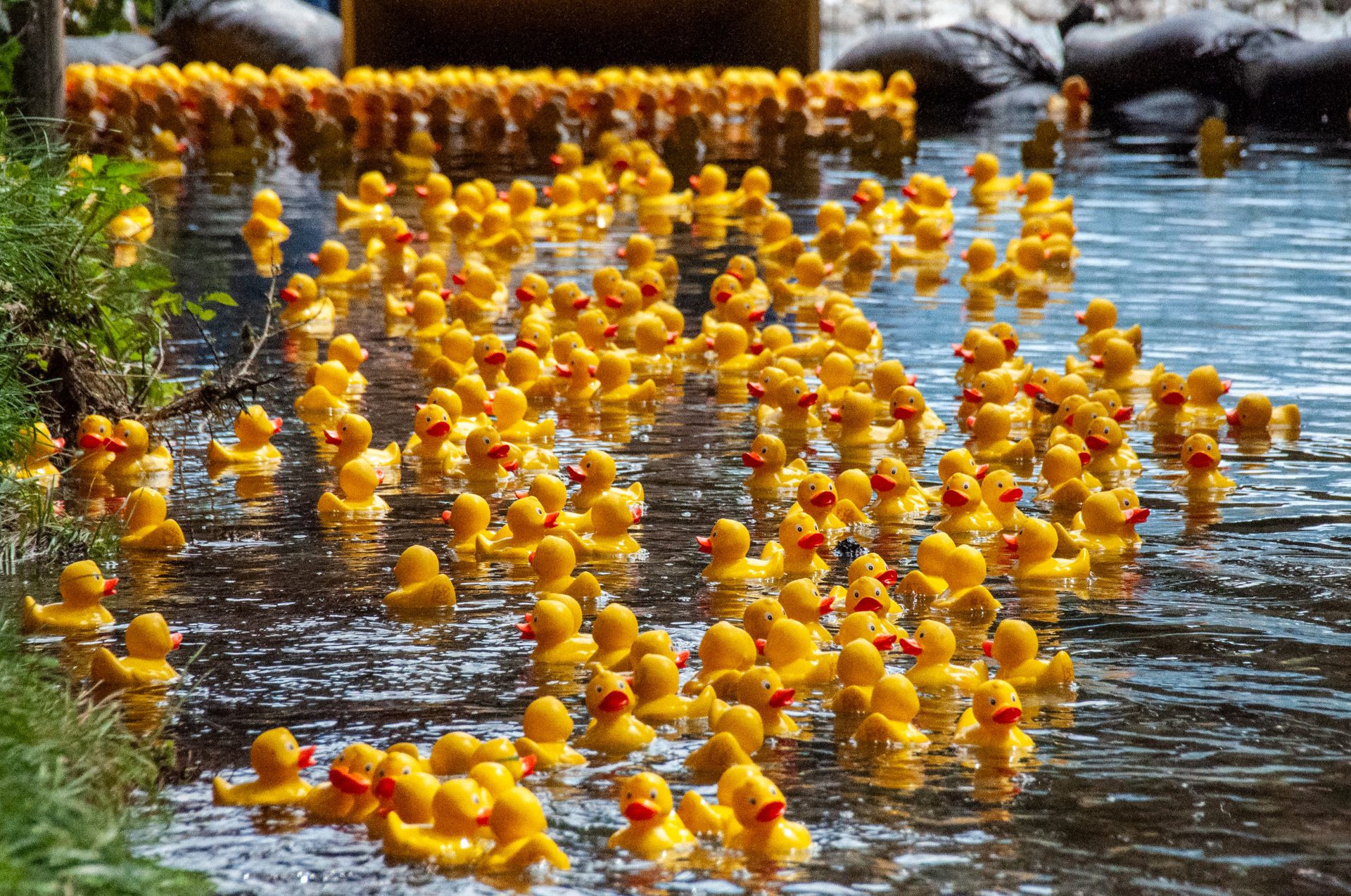 Hunderte gelbe Enten an der Bachsperre beim Tegernseer Entenrennen