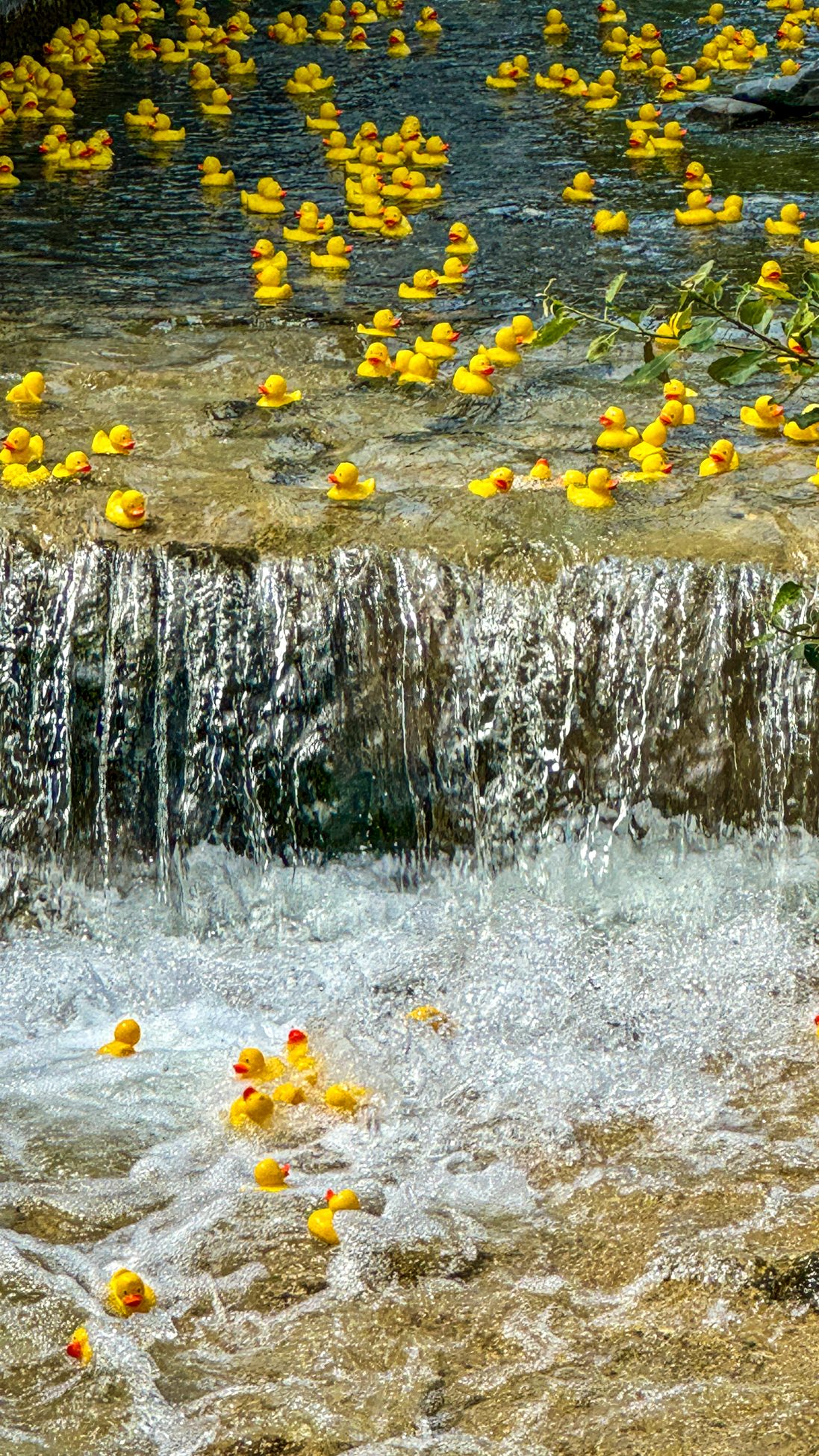 Gelbe Renn-Enten am Wasserfall in der Rottach